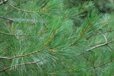 Pinus wallichiana - borovice himalájská - větve